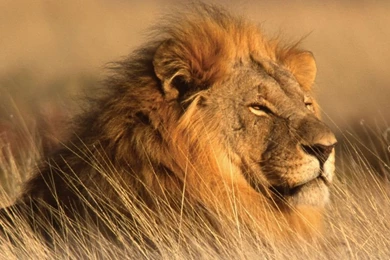 Baby Lion Wallpapers Widescreen Baby Lions Wallpapers Hd Baby Photo ...