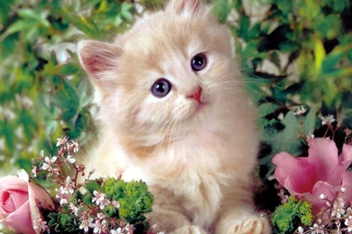 Desktop Lions Images Free Download