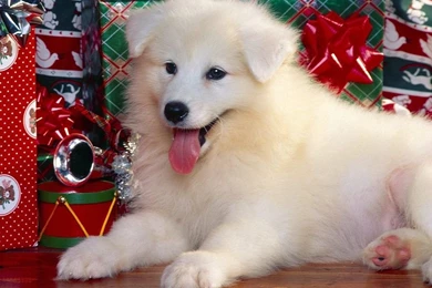 Funny cute white puppy new picttures 2012 funny animals.jpg