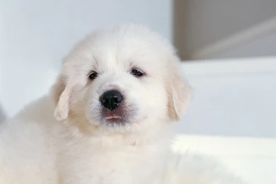 Download Cute White Puppy Wallpapers For IPad