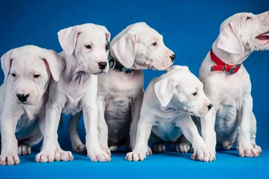Cute White Puppies Wallpapers   Animal Wallpapers
