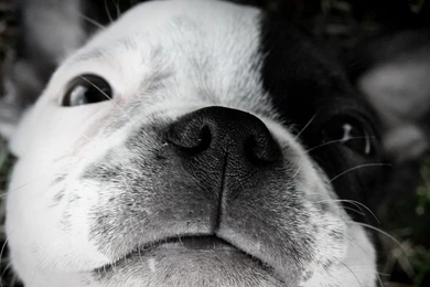 1280x720 Cute White Puppy With Black Spot Desktop PC And Mac Wallpapers