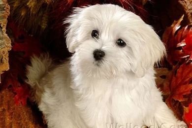 1920*1200 White Furry Maltese Puppy Wallpapers 17   Wallcoo.net