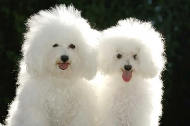 30+ Extra Ordinary Cute Hd Wallpapers