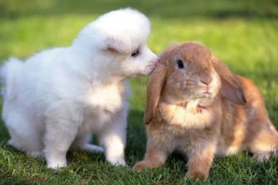 New: Images For Dog / Wallpapers / Cute / Funny / Beautiful Puppies