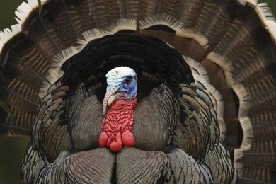 Turkey Wallpapers   Free Wide HD Wallpapers