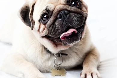 Pug HD Images