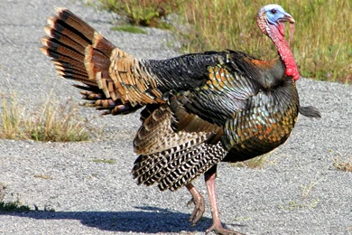 Free Turkey Wallpapers Download   Animals Town