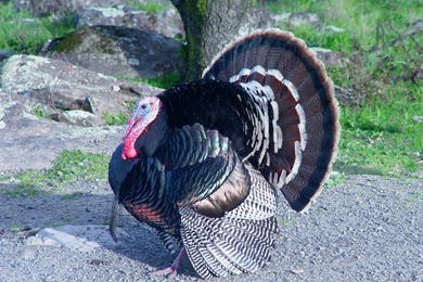 Free Wallpapers Wild Turkey