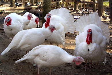 Free Wallpapers White Holland Turkey