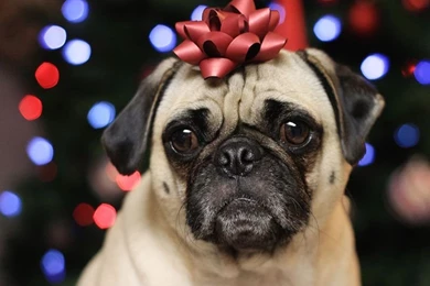 Cute_pug_dog_with_ornament_on_the_head_wallpaper.jpg