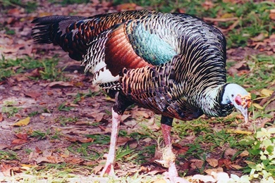 Free Wallpapers Ocellated Turkey Bird