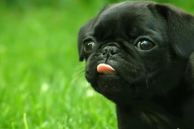 Black Pug Wallpapers   Wallpapers Cave