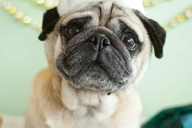 Christmas Pug Dog Photo And Wallpaper. Beautiful Christmas Pug Dog ...