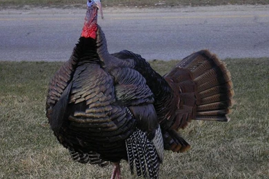 Varieties Of Wild And Domestic Turkey Wallpapers Available In ...