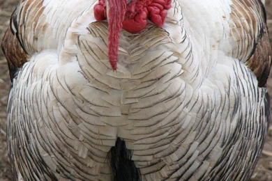 Free Wallpapers Turkey White Turkey Bird