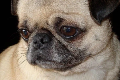 Pug Dog Wallpapers   Android Apps And Tests   AndroidPIT