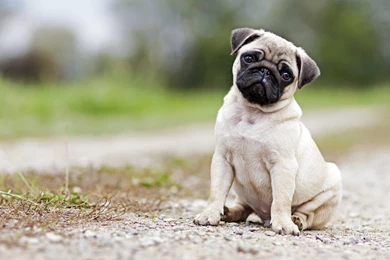 Best Pug Wallpapers