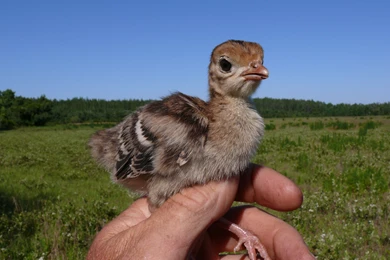 Birds Baby Turkey Hand Baby Fl Wallpaper Backgrounds Free ~ Birds ...