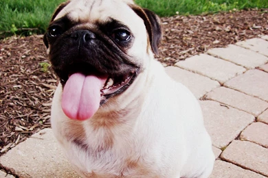 Thirsty Pug Dog With Red   Resimkoy