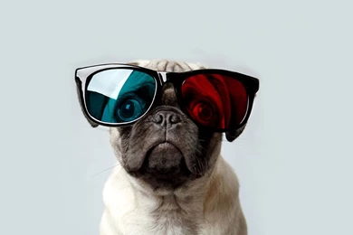 28 Tagged With: Pug Pug HD Wallpapers 1710 :: Pug Dog Wallpapers