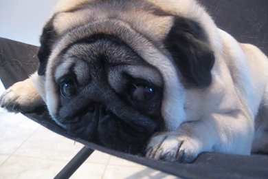 Funny Pug Dog Photo And Wallpaper. Beautiful Funny Pug Dog Pictures