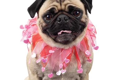 Pug Dog And Cute Heart Photo And Wallpaper. Beautiful Pug Dog And ...