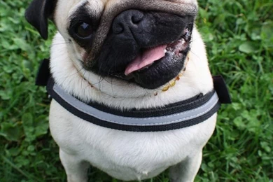 Dogs Wallpapers For Mobile   Wallpapers Quotes And Status