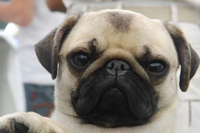 Pug Dog Images Wallpapers Dowload 3d Hd Pictures.