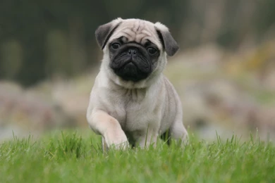 45 Cute Pug Wallpapers Funny Pug Dog Wallpapers Pug Backgrounds ...