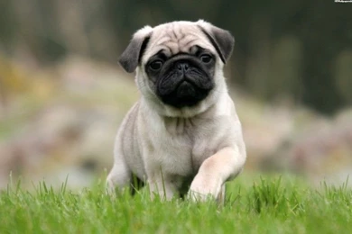 Pug