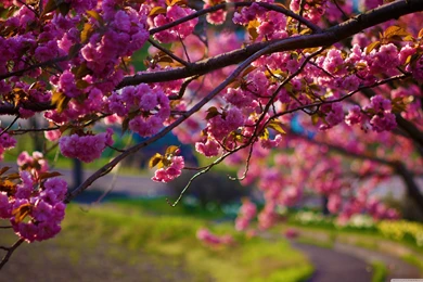 Nature Wallpapers With Spring Flowers