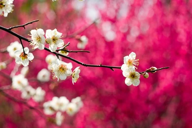 Spring Blossom Wallpapers 2048x1280px