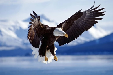 Download best HD Desktop Wallpapers 12.jpg