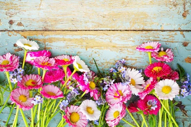 Spring Flowers Wallpapers For Iphone