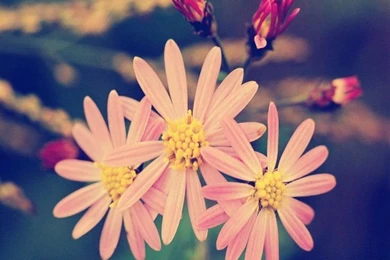 Vintage Flower Desktop Wallpapers