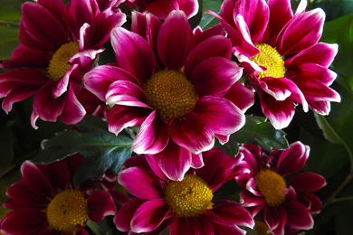 Vintage Flowers Wallpapers   HD Wallpaper Backgrounds Of Your Choice