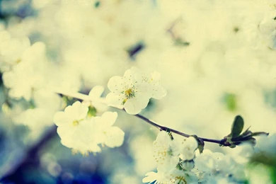 Vintage Flowers Tumblr Wallpapers HD