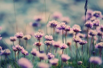 Desktop Wallpapers Field Of Flowers   Wallpaper.