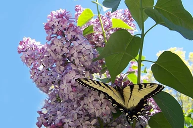 Dianna Butterfly Blue Bush Sky Lilac Swallowtail Butterflies ...