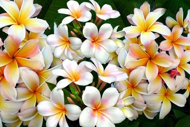 Flower Wallpapers For Mobile   Wallpapers High Definition