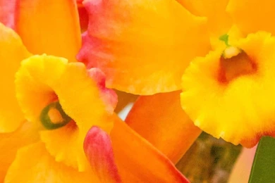 Yellow And Pink Orchids Mobile Wallpapers 4364