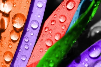 Colorful Flower HD Desktop Wallpapers : Widescreen : High ...