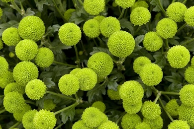 Beautiful Green Flowers Wallpapers