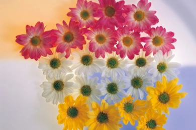 Flowers Wallpapers Part 2   Transformers Wallpapers