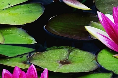 1080x1920 Flower Water Nature Lily Wallpapers HD