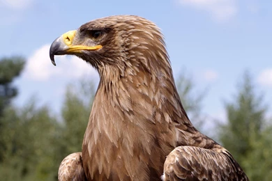 Golden Eagle Desktop Wallpapers, Golden Eagle Images Free , New ...