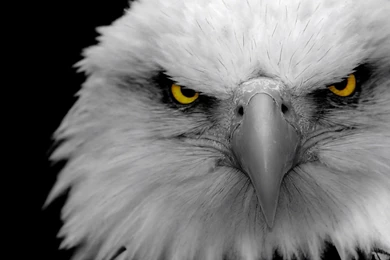 Black And White Eagle High Definition Wide HD Wallpapers
