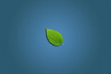 Clean Leaf Wallpapers   10018