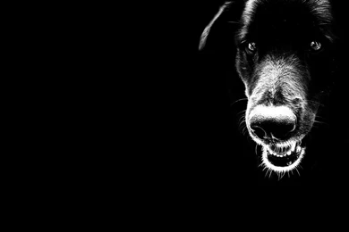 Black Dog Desktop Wallpaper, Black Dog Images, New Wallpapers